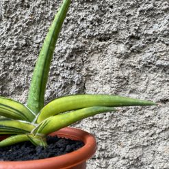 Alternative view of 1507. Sansevieria Sufru size 17 cm