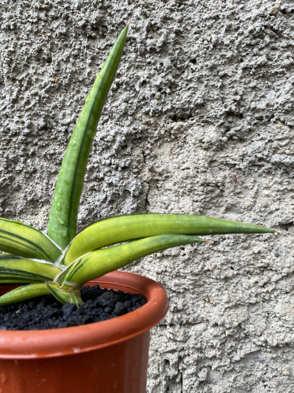 1507. Sansevieria Sufru size 17 cm - Image 2