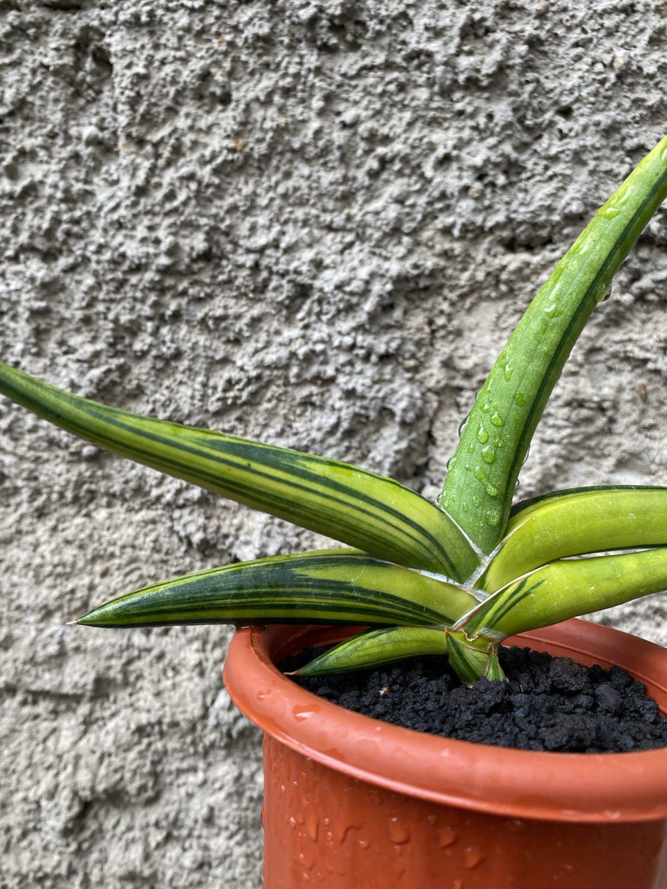 1507. Sansevieria Sufru size 17 cm - Image 3