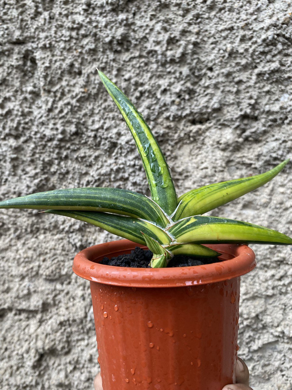 1507. Sansevieria Sufru size 17 cm - Image 4