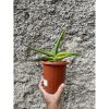 1507. Sansevieria Sufru size 17 cm