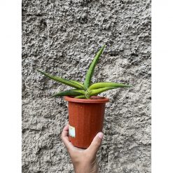1507. Sansevieria Sufru size 17 cm