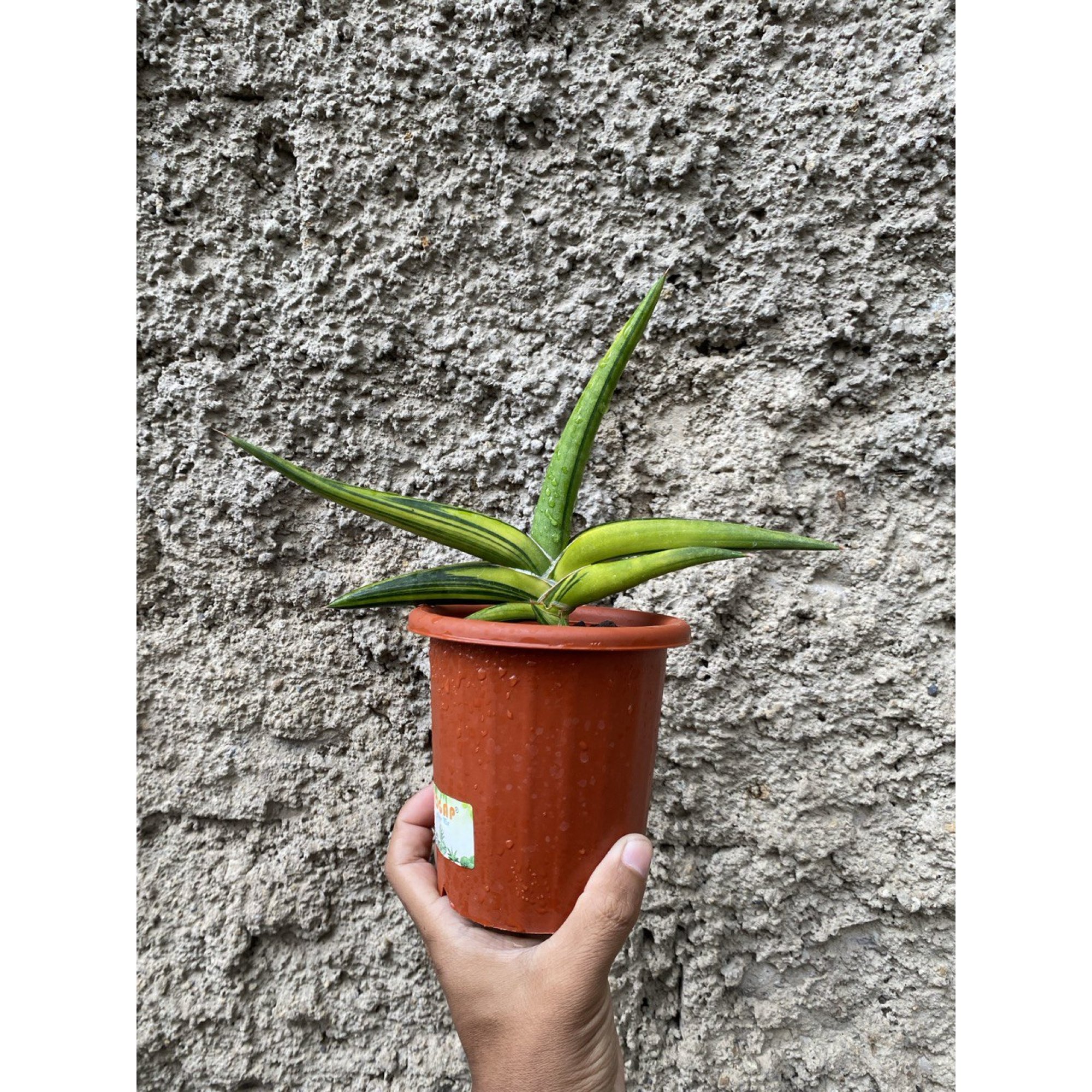 1507. Sansevieria Sufru size 17 cm