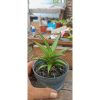 2037. Sansevieria Super Red Line