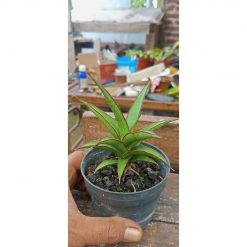 2037. Sansevieria Super Red Line