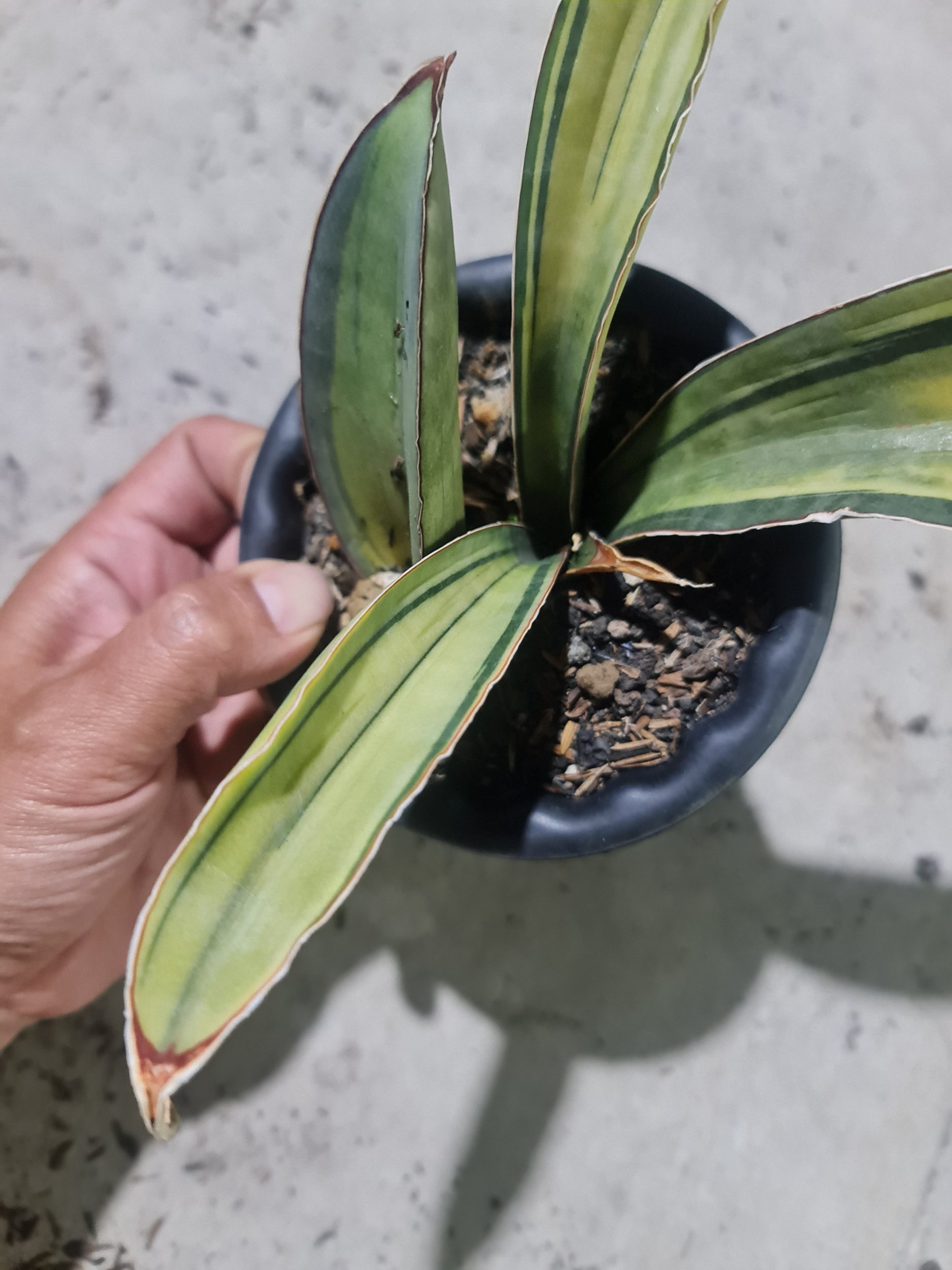 1977. Sansevieria Superpink Variegated Rosettes Leaf + Baby - Image 2