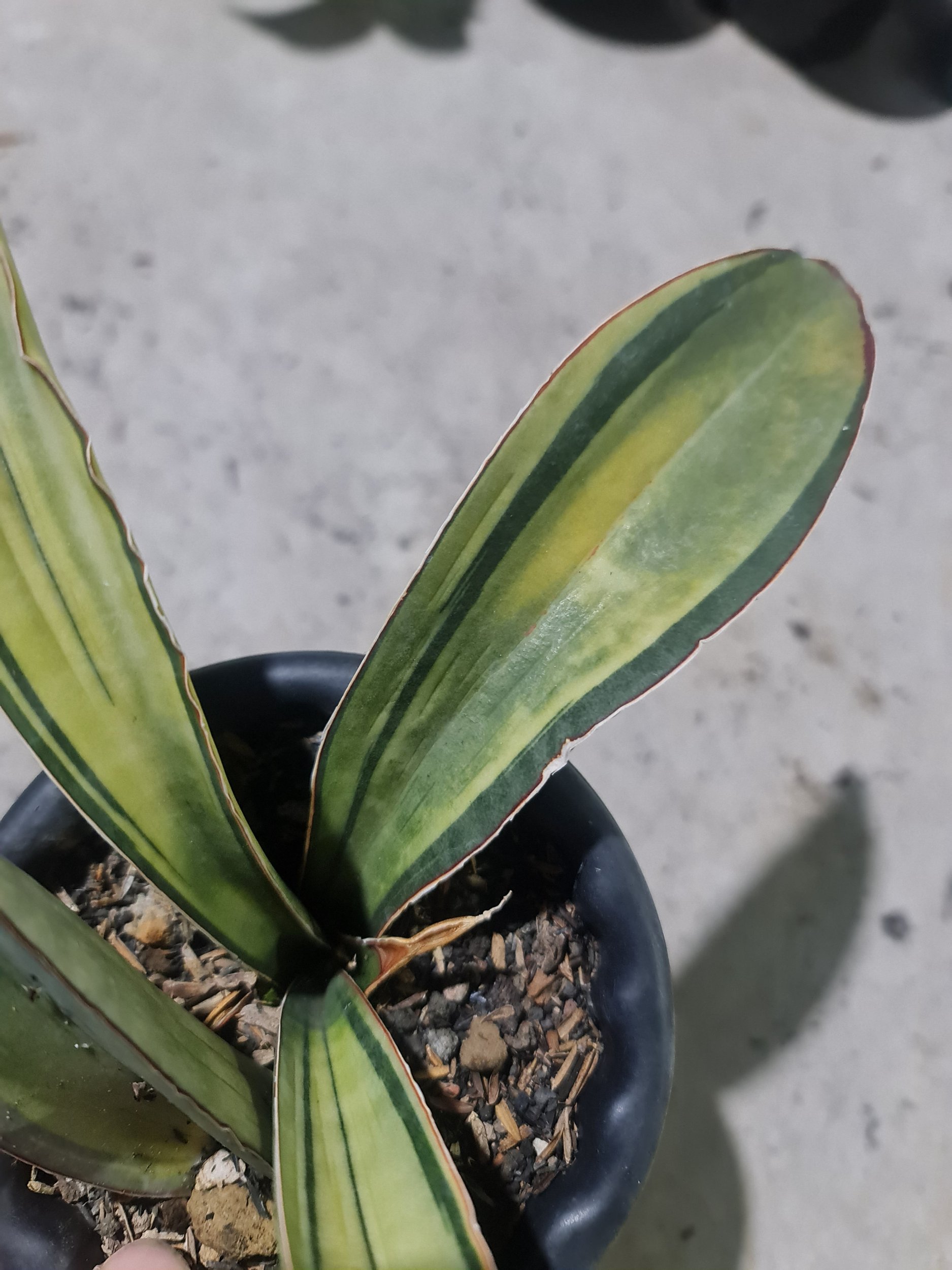 1977. Sansevieria Superpink Variegated Rosettes Leaf + Baby - Image 3