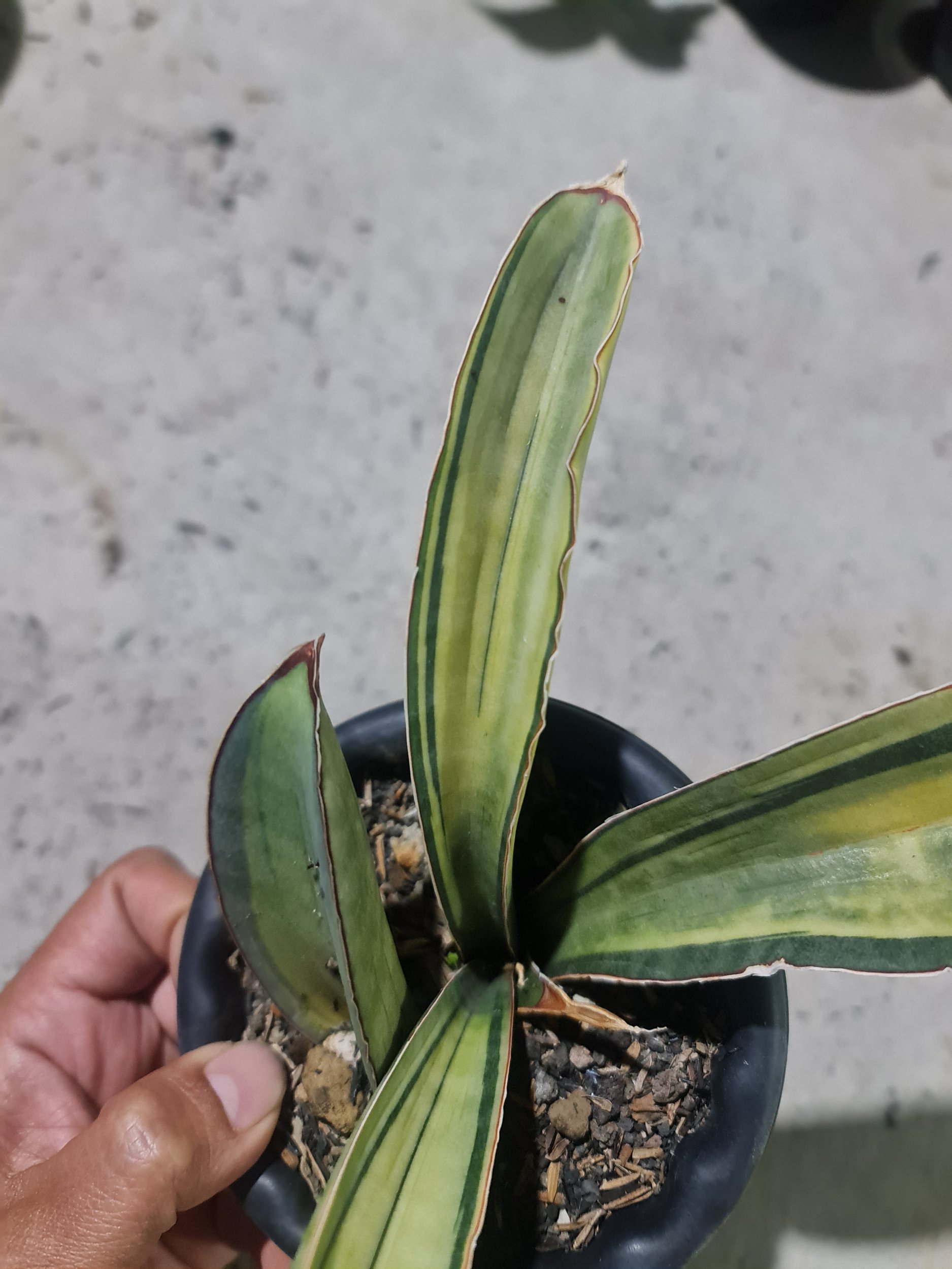 1977. Sansevieria Superpink Variegated Rosettes Leaf + Baby - Image 4
