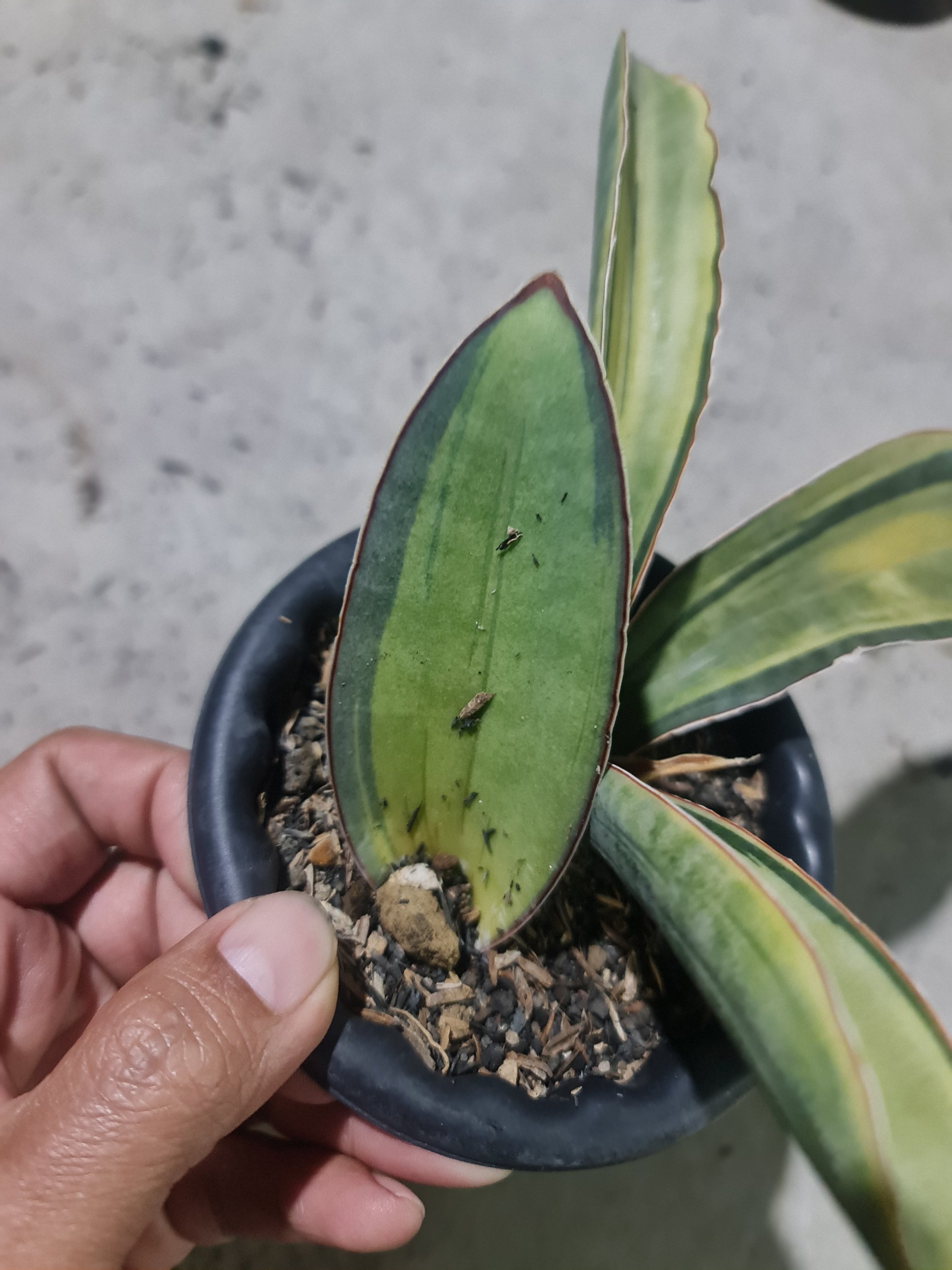 1977. Sansevieria Superpink Variegated Rosettes Leaf + Baby - Image 5