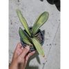 1977. Sansevieria Superpink Variegated Rosettes Leaf + Baby