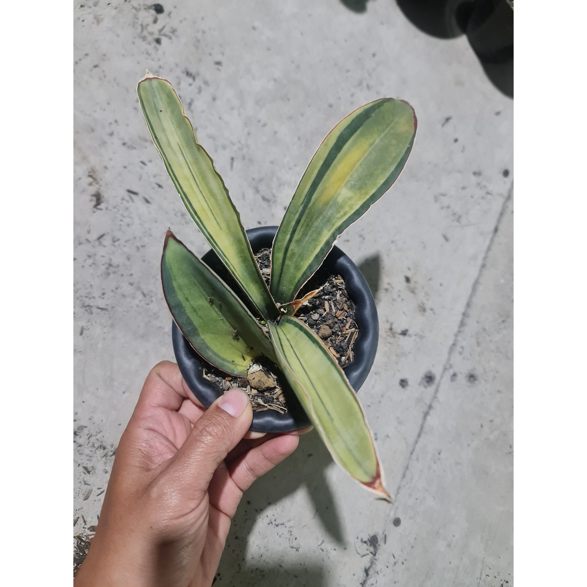 1977. Sansevieria Superpink Variegated Rosettes Leaf + Baby