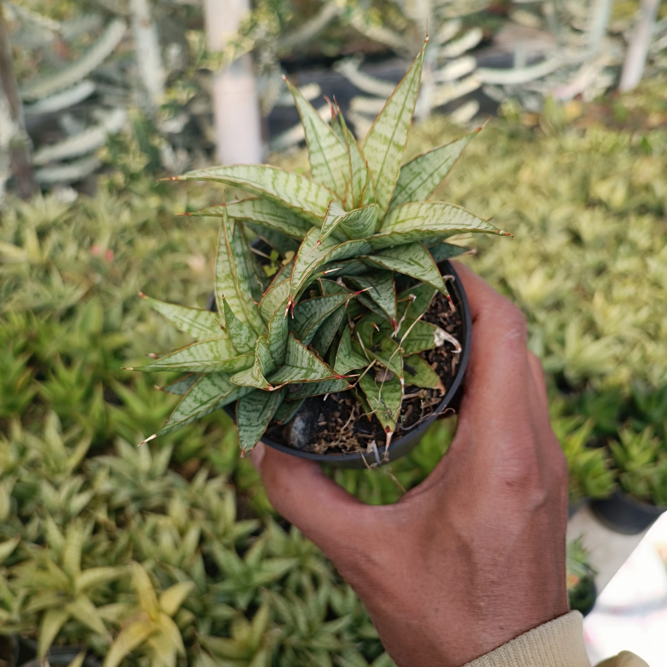 2256. Sansevieria Sweer Calery Cluster - Image 7