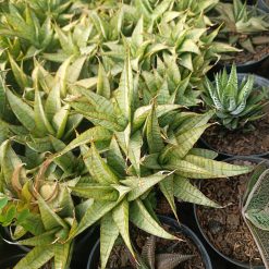 2256. Sansevieria Sweer Calery Cluster - Image 8