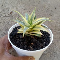 1882. Sansevieria Sweet Celery Variegated