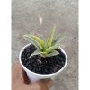 2186. Sansevieria Sweet Cellery Varigated