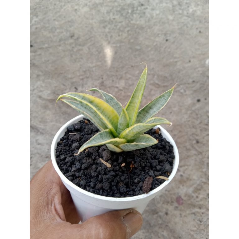 2186. Sansevieria Sweet Cellery Varigated