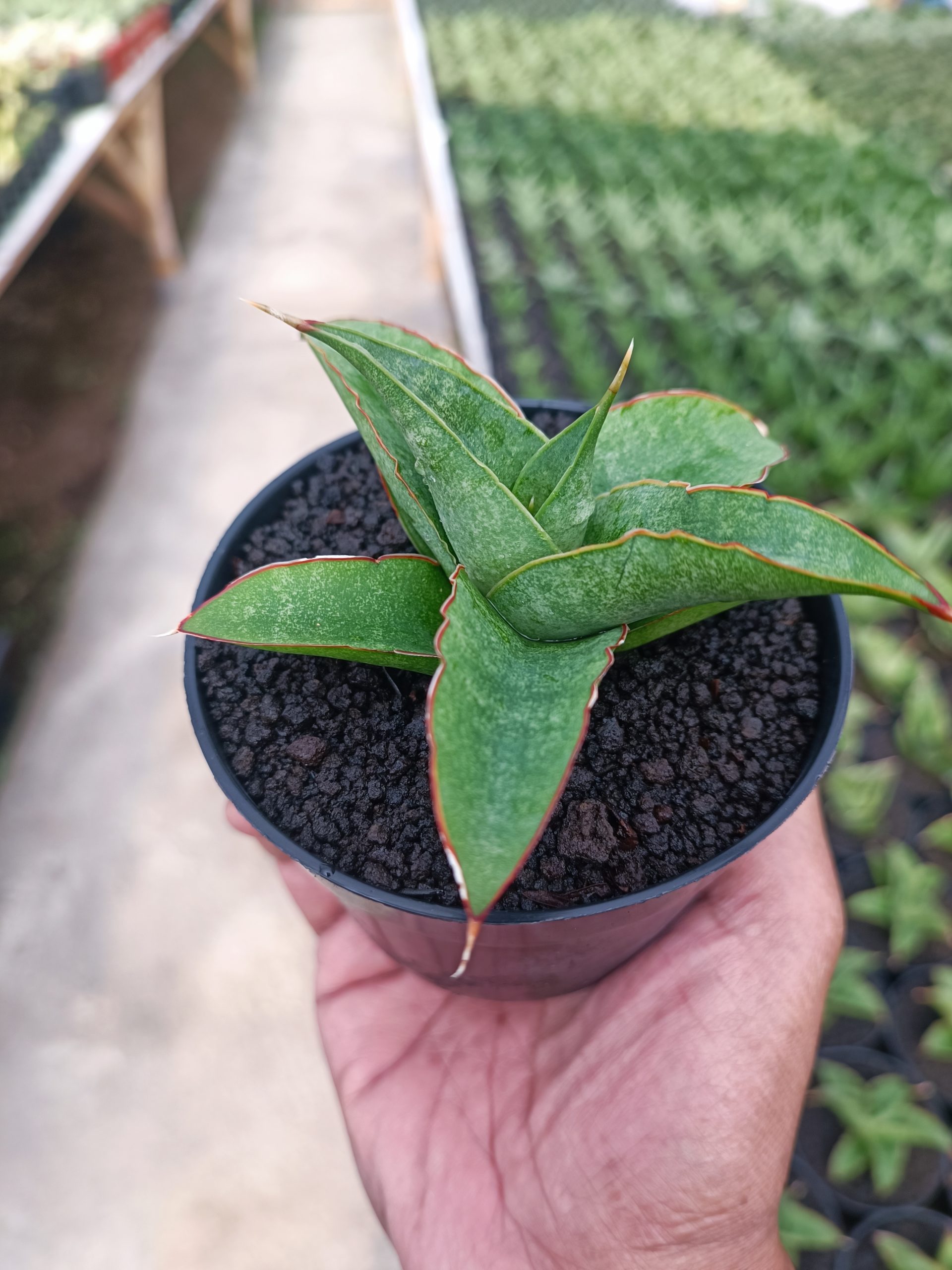 1445. Sansevieria Tambora - Image 2