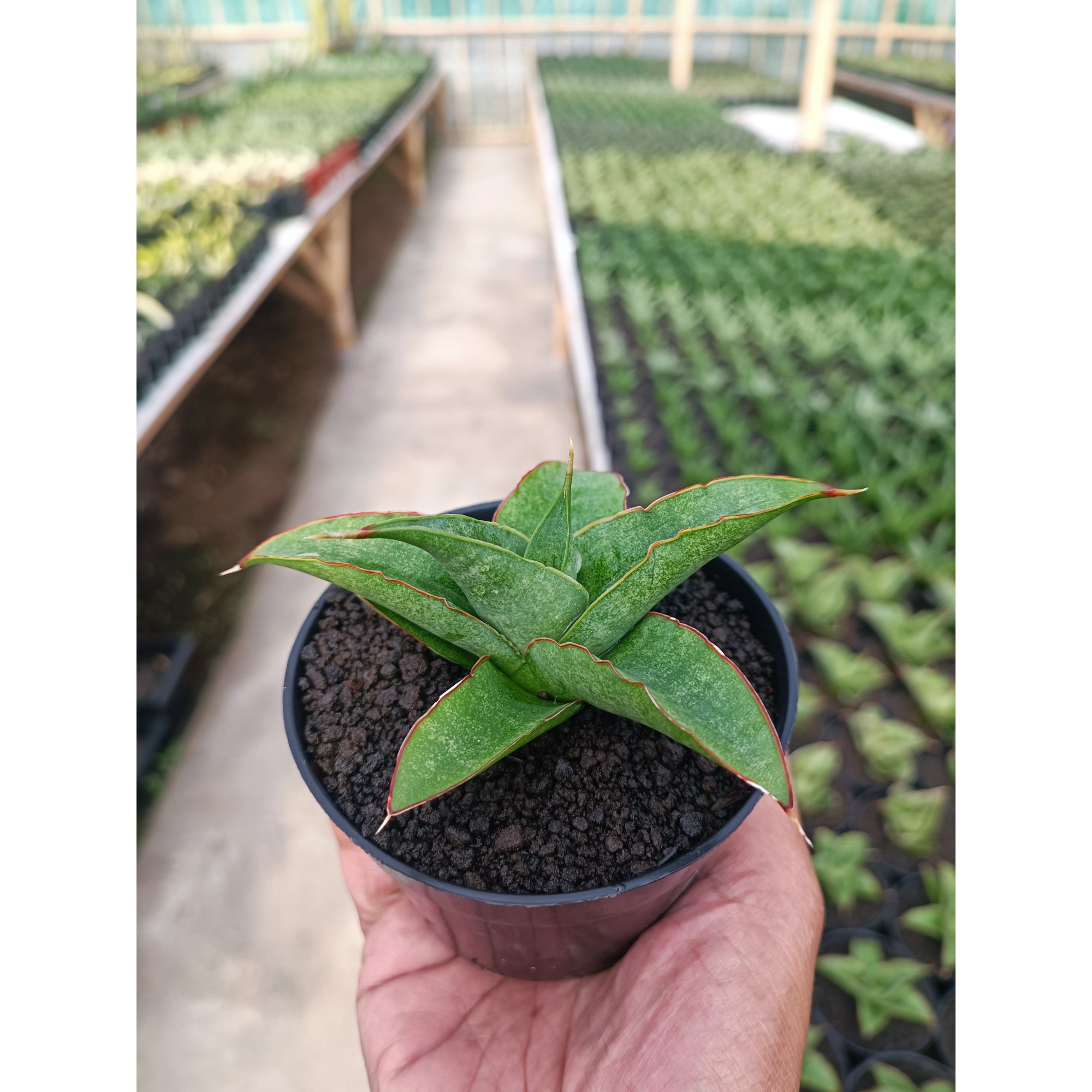 1445. Sansevieria Tambora