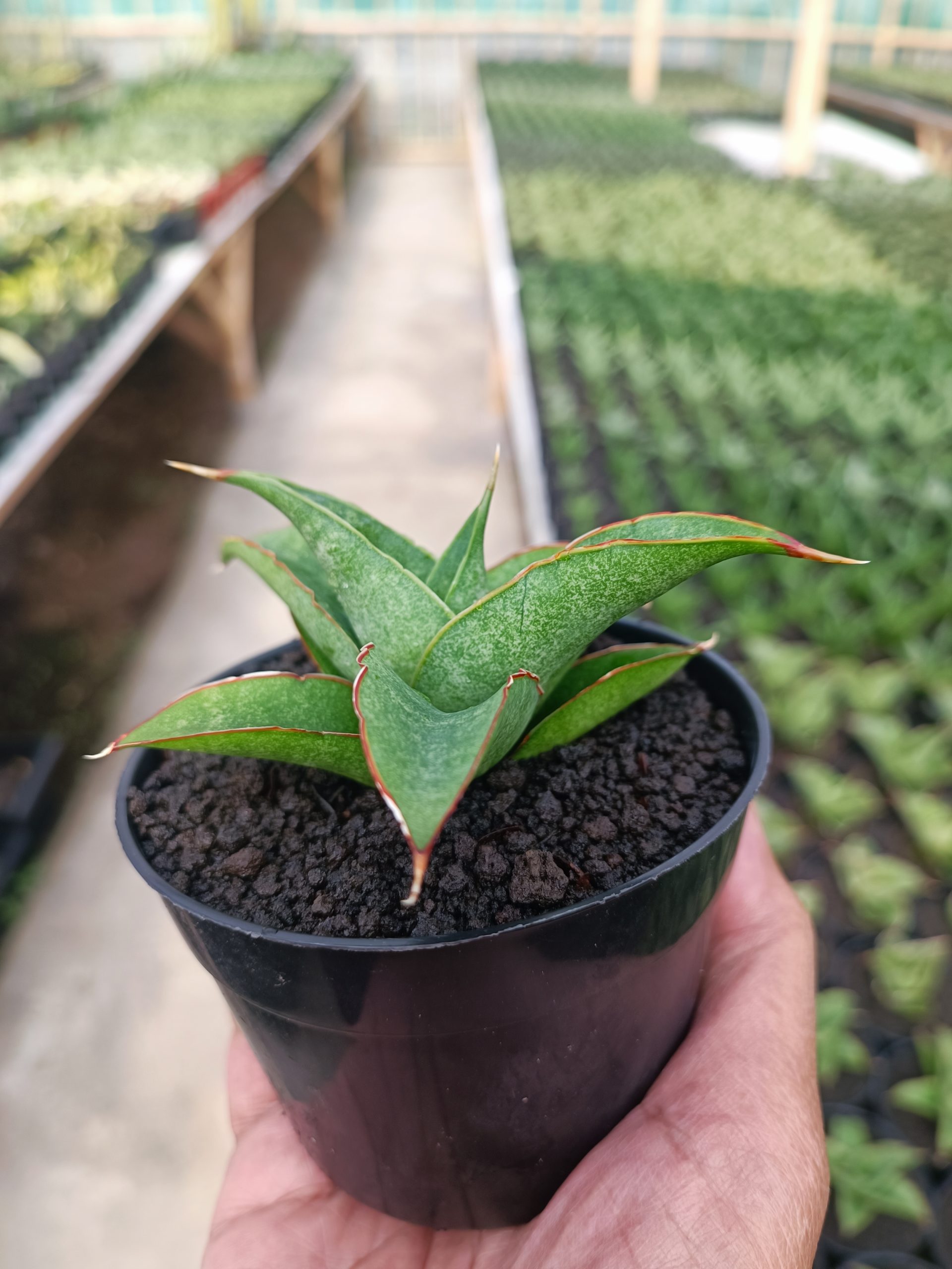 1445. Sansevieria Tambora - Image 3