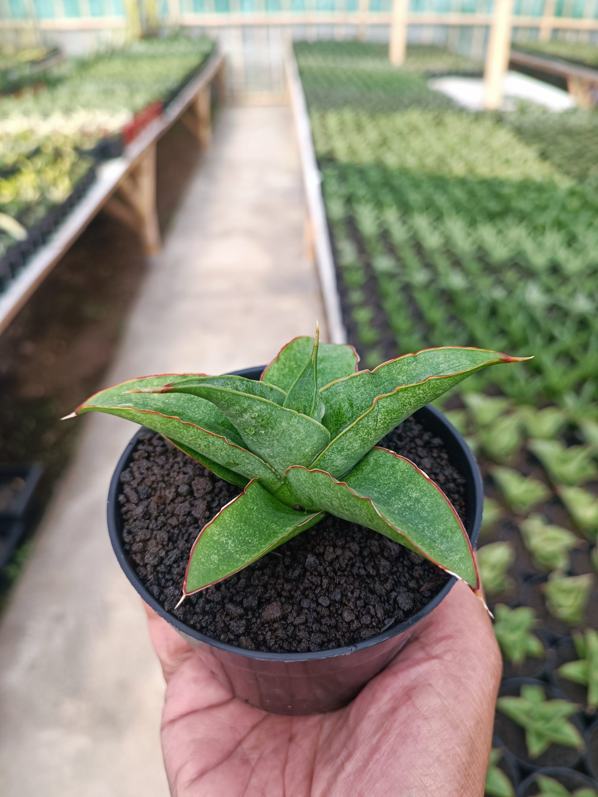 1445. Sansevieria Tambora - Image 5