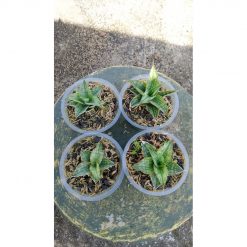 2154. Sansevieria Tania 4 Pcs