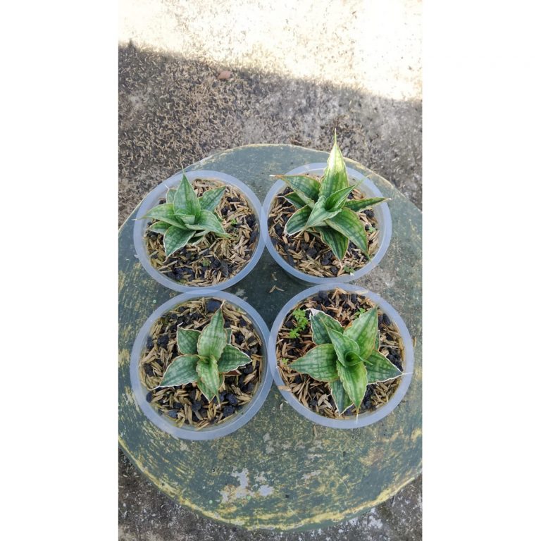 2154. Sansevieria Tania 4 Pcs