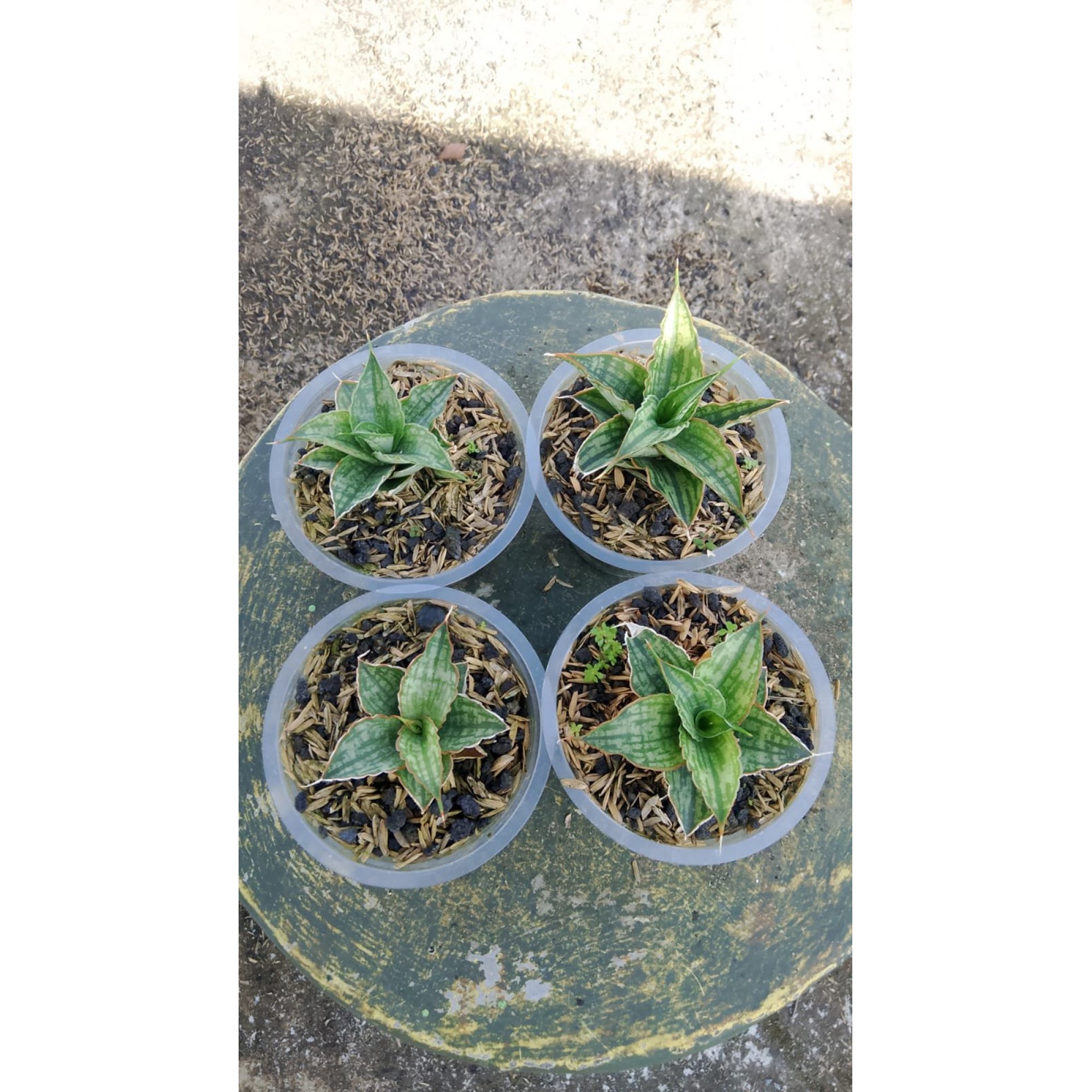 2154. Sansevieria Tania 4 Pcs