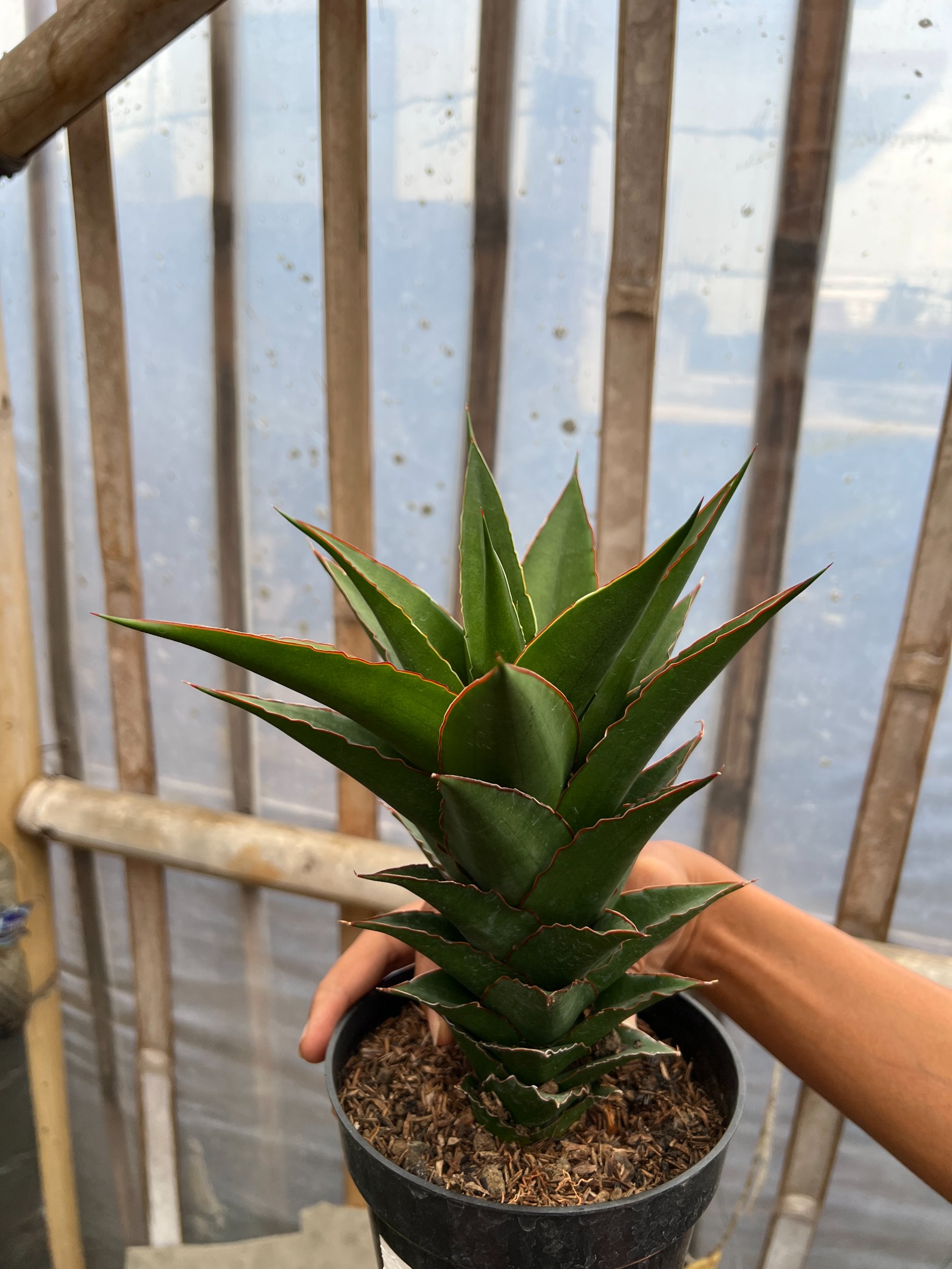 1643. Sansevieria Teacher - Image 2