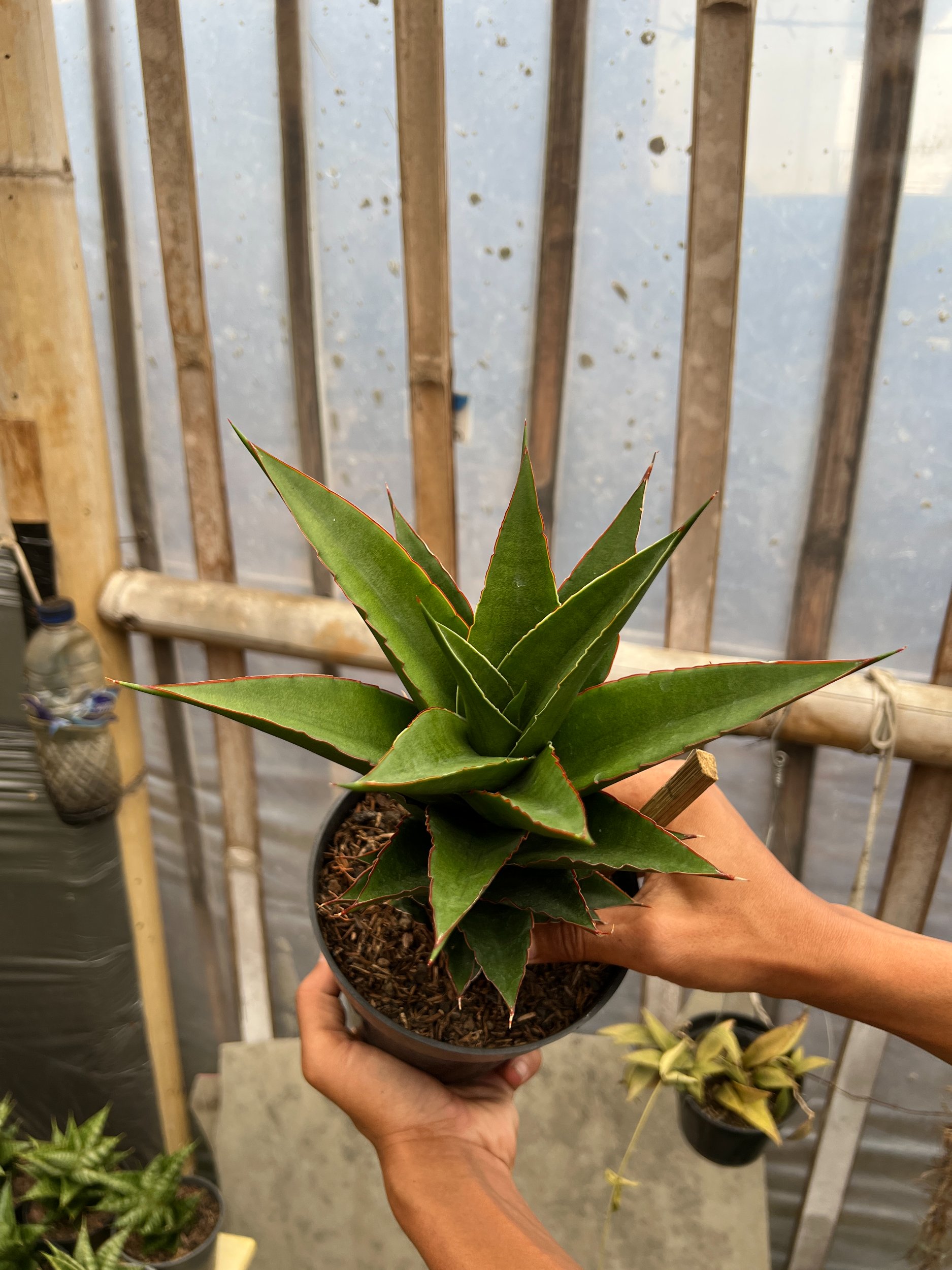1643. Sansevieria Teacher - Image 3