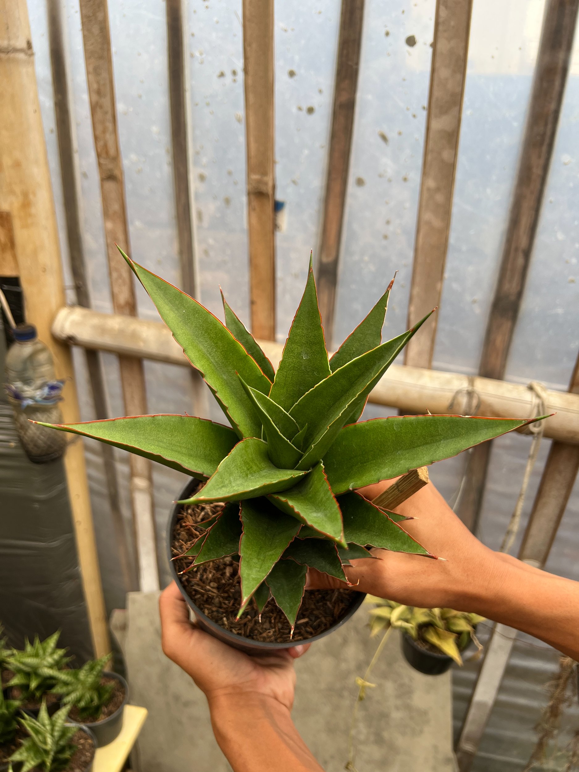 1643. Sansevieria Teacher - Image 4
