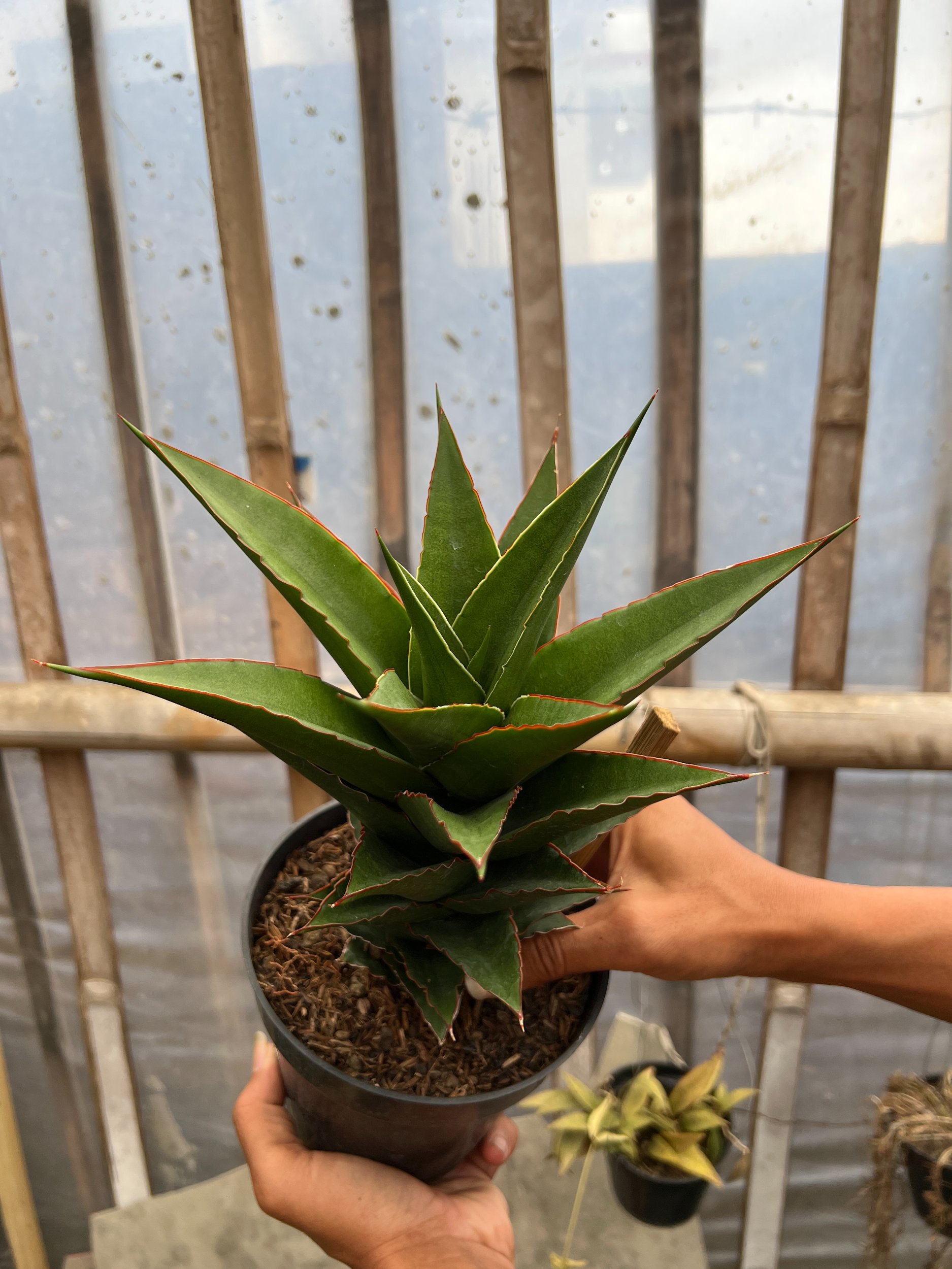 1643. Sansevieria Teacher - Image 5