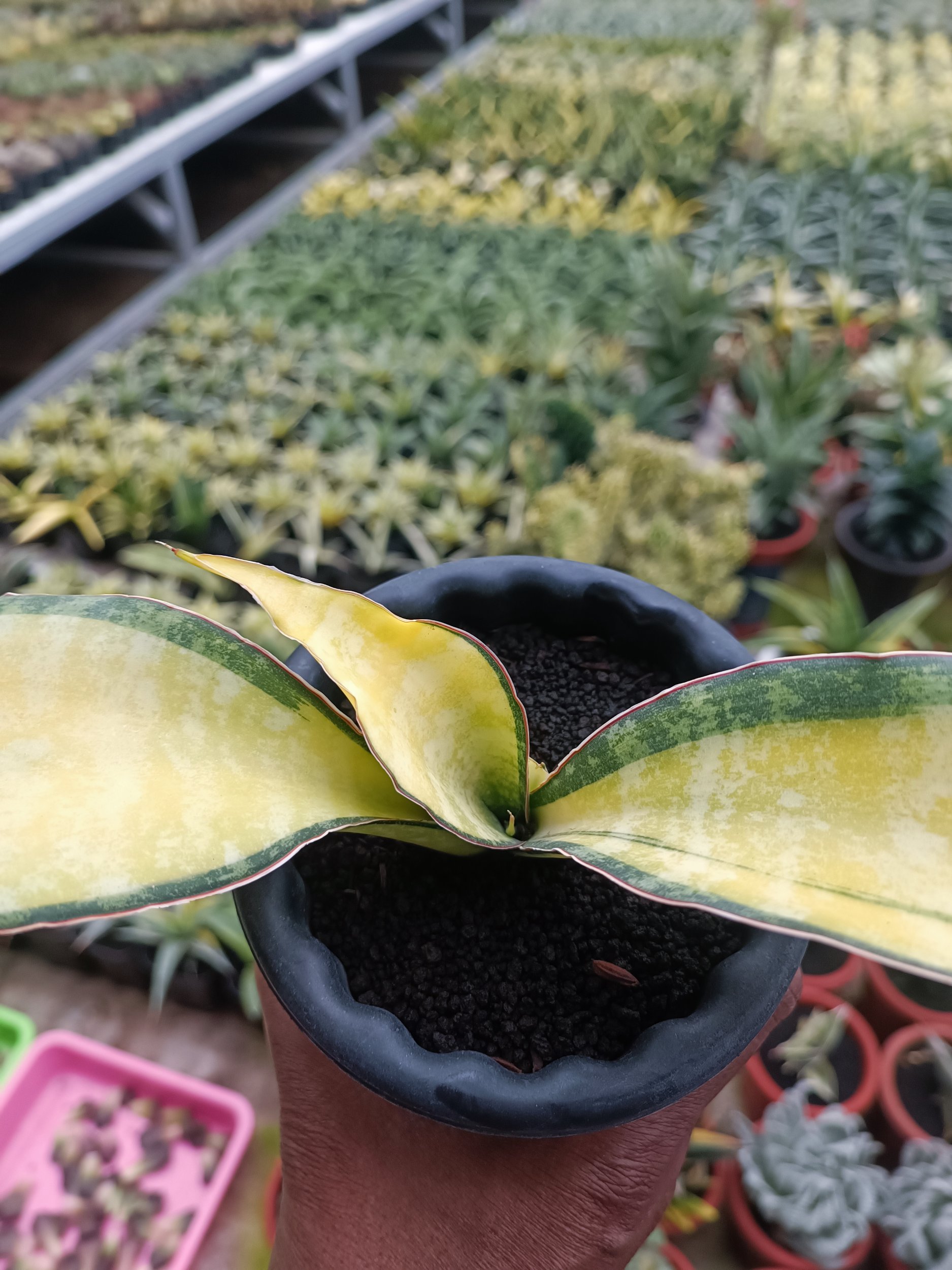 1692. Sansevieria Tiger Blue Variegated - Image 2