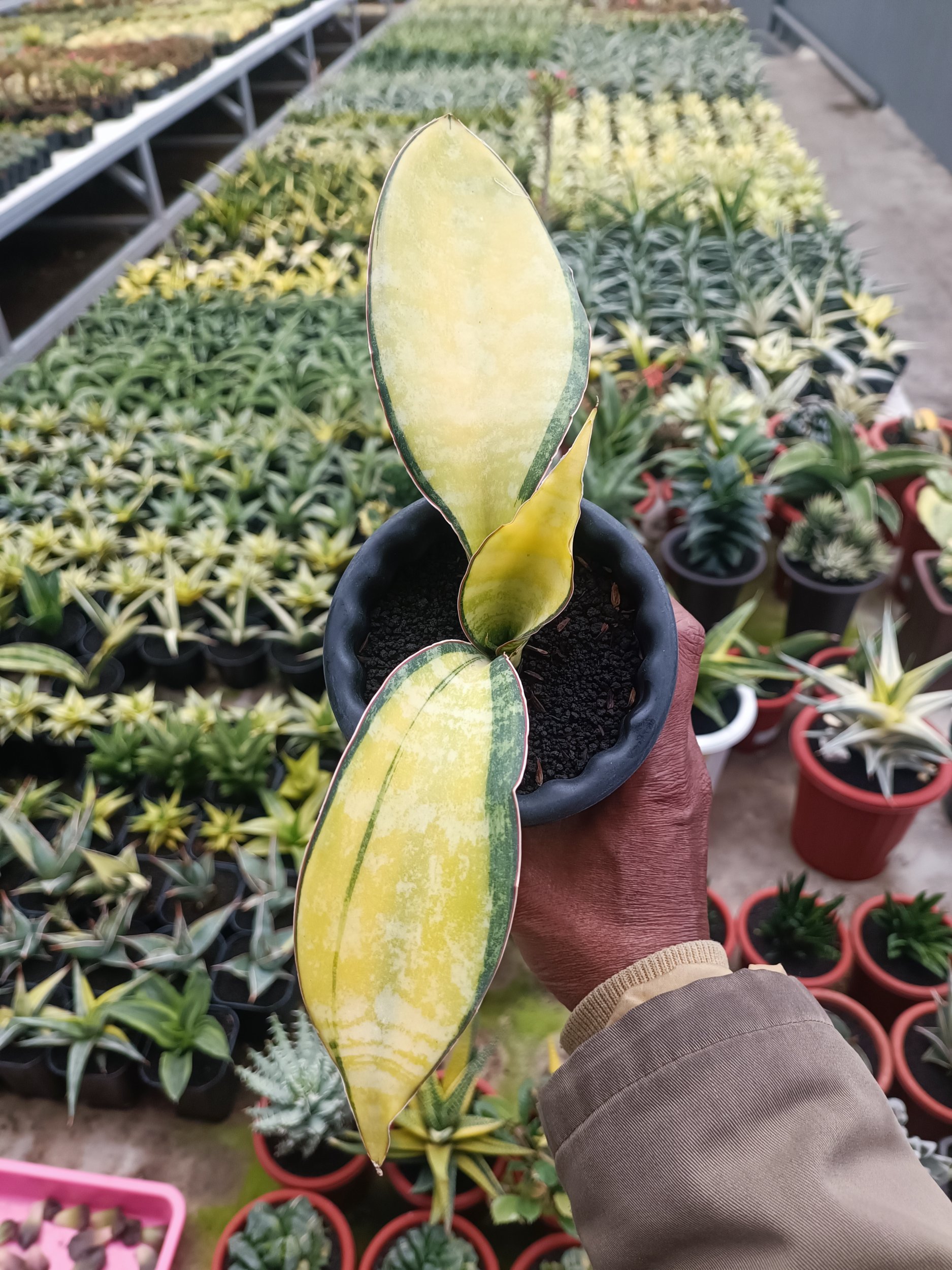 1692. Sansevieria Tiger Blue Variegated - Image 3