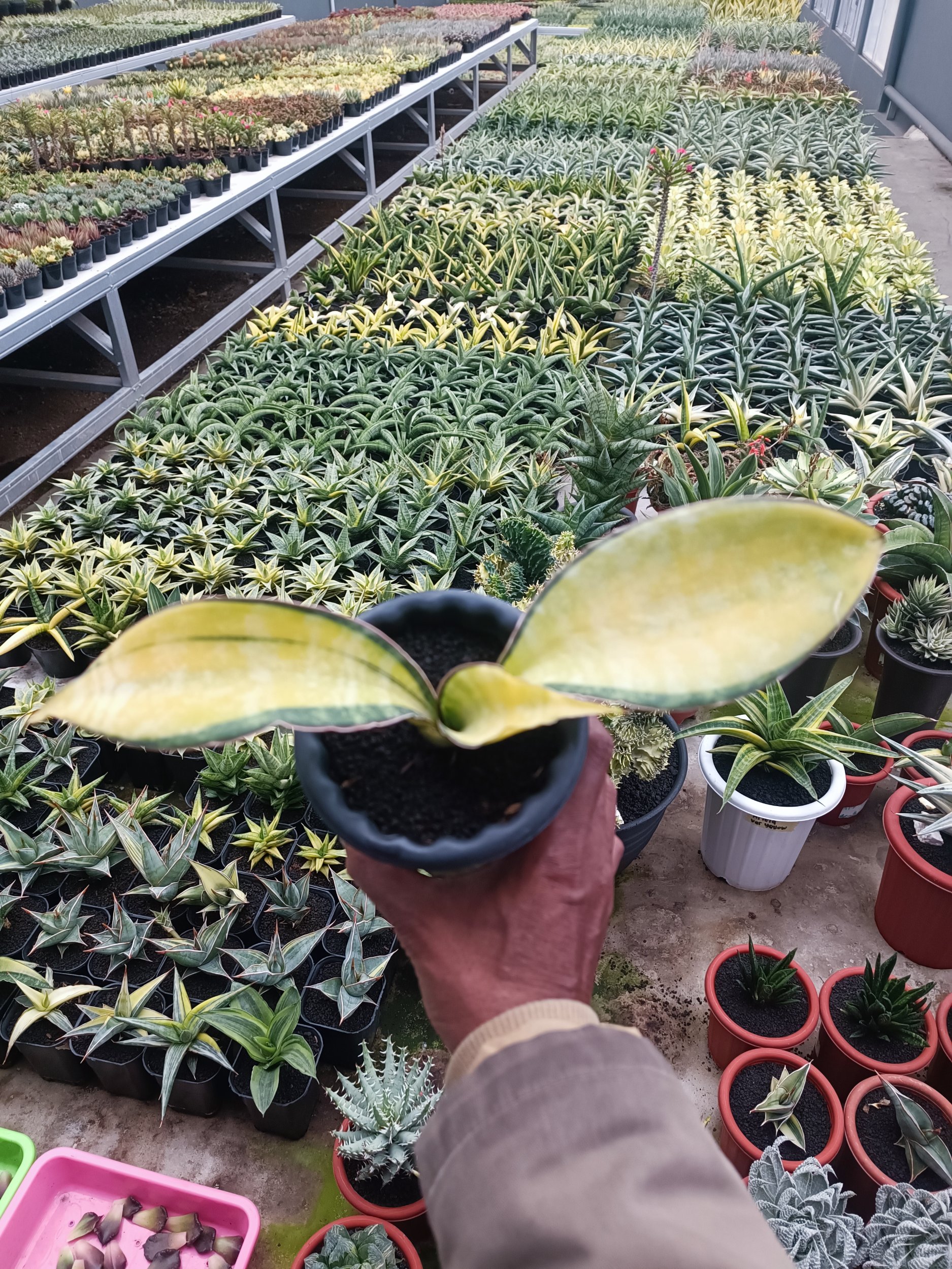 1692. Sansevieria Tiger Blue Variegated - Image 4