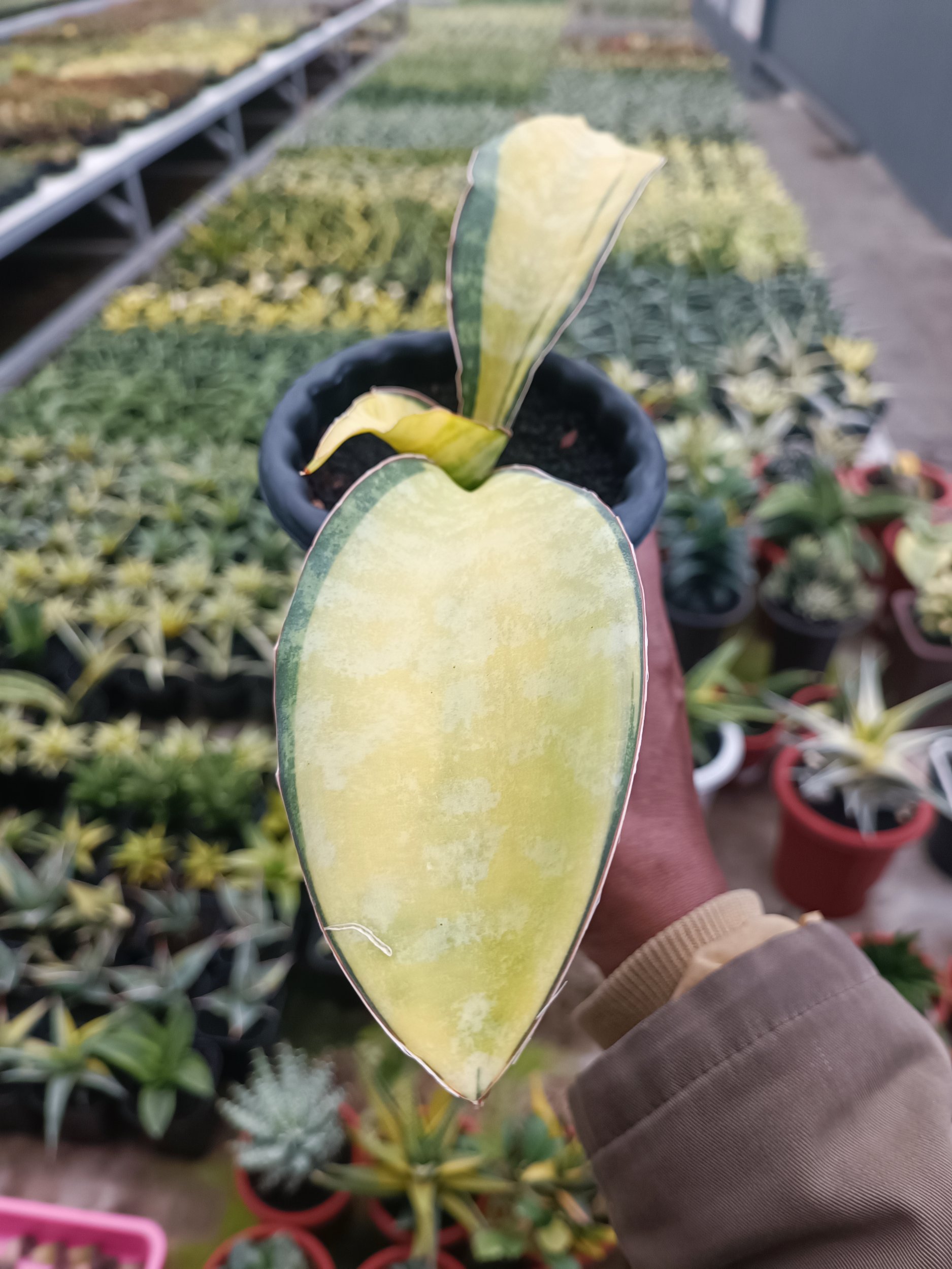 1692. Sansevieria Tiger Blue Variegated - Image 5