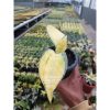 1692. Sansevieria Tiger Blue Variegated