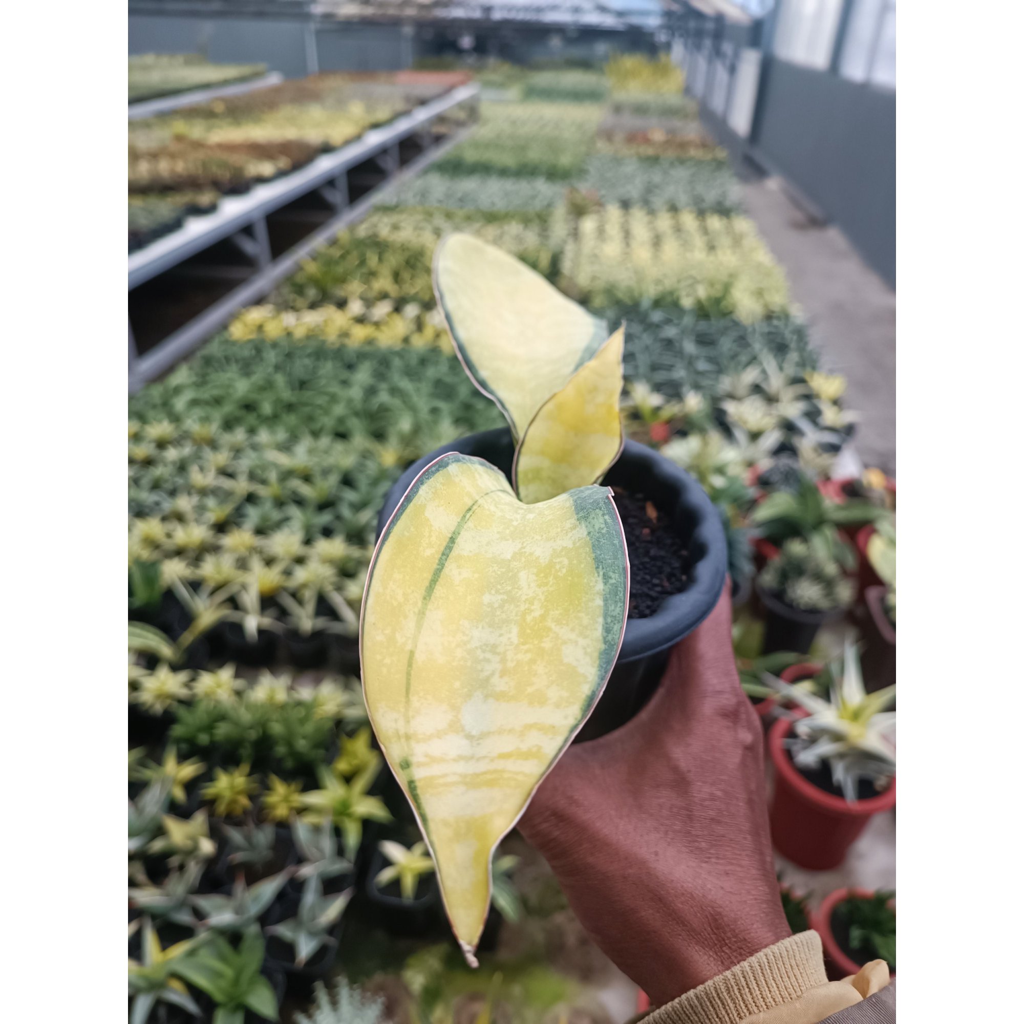 1692. Sansevieria Tiger Blue Variegated