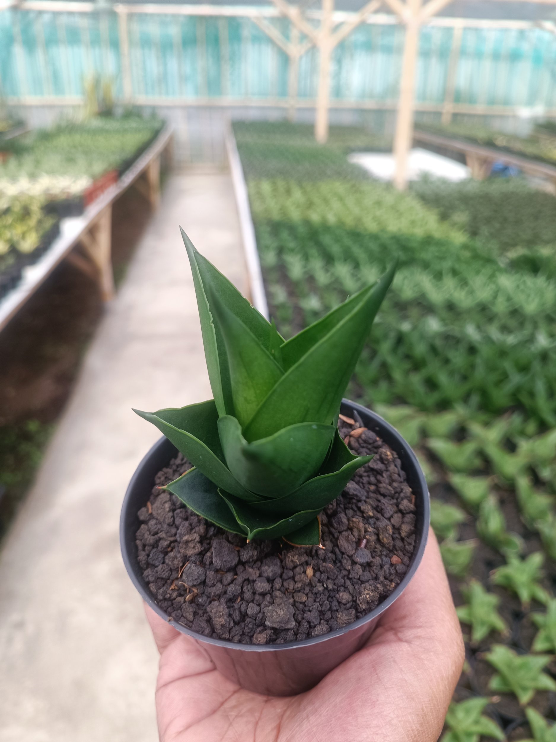 1589. Sansevieria Tower Black - Image 2