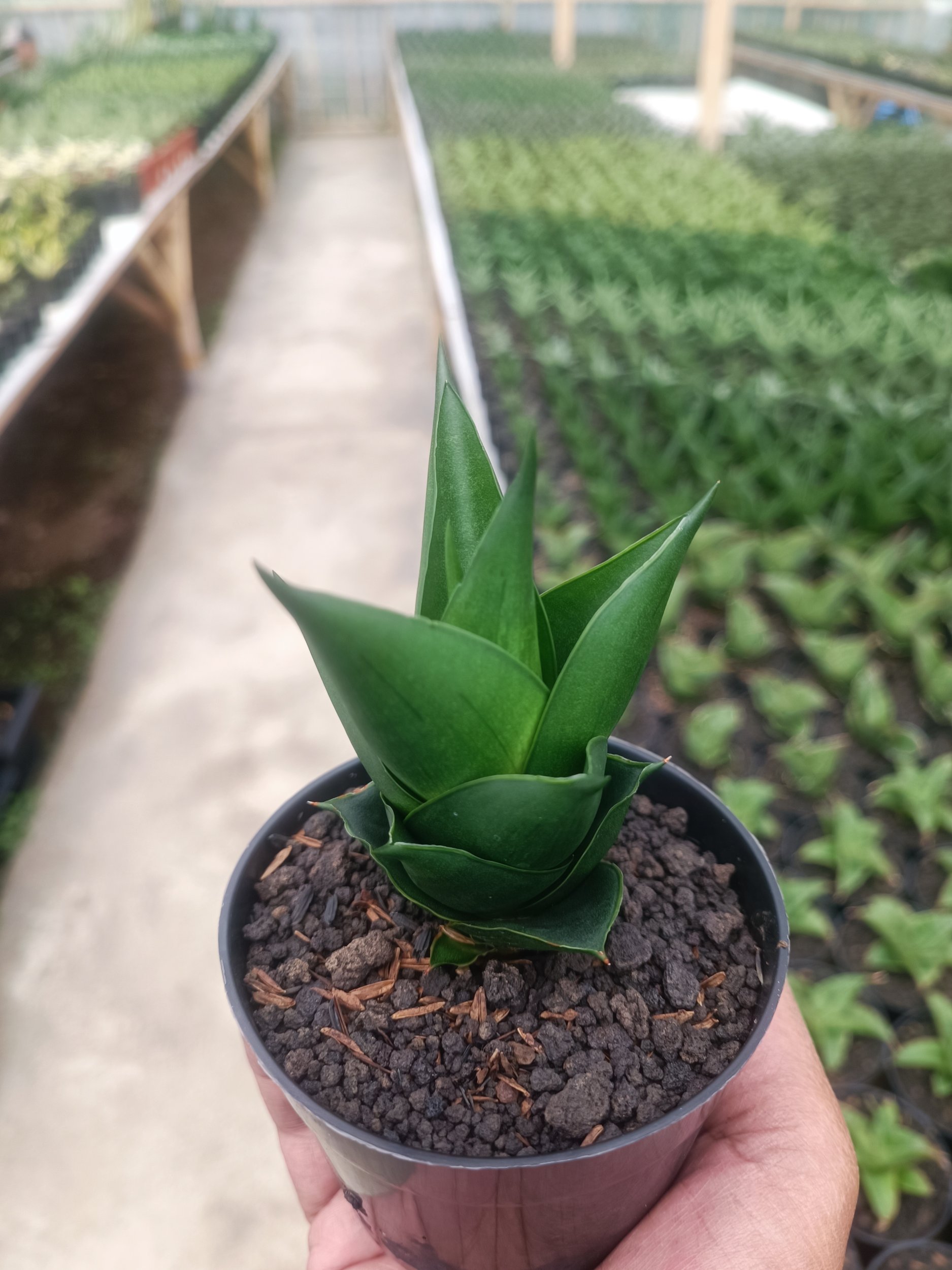 1589. Sansevieria Tower Black - Image 3