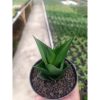 1589. Sansevieria Tower Black