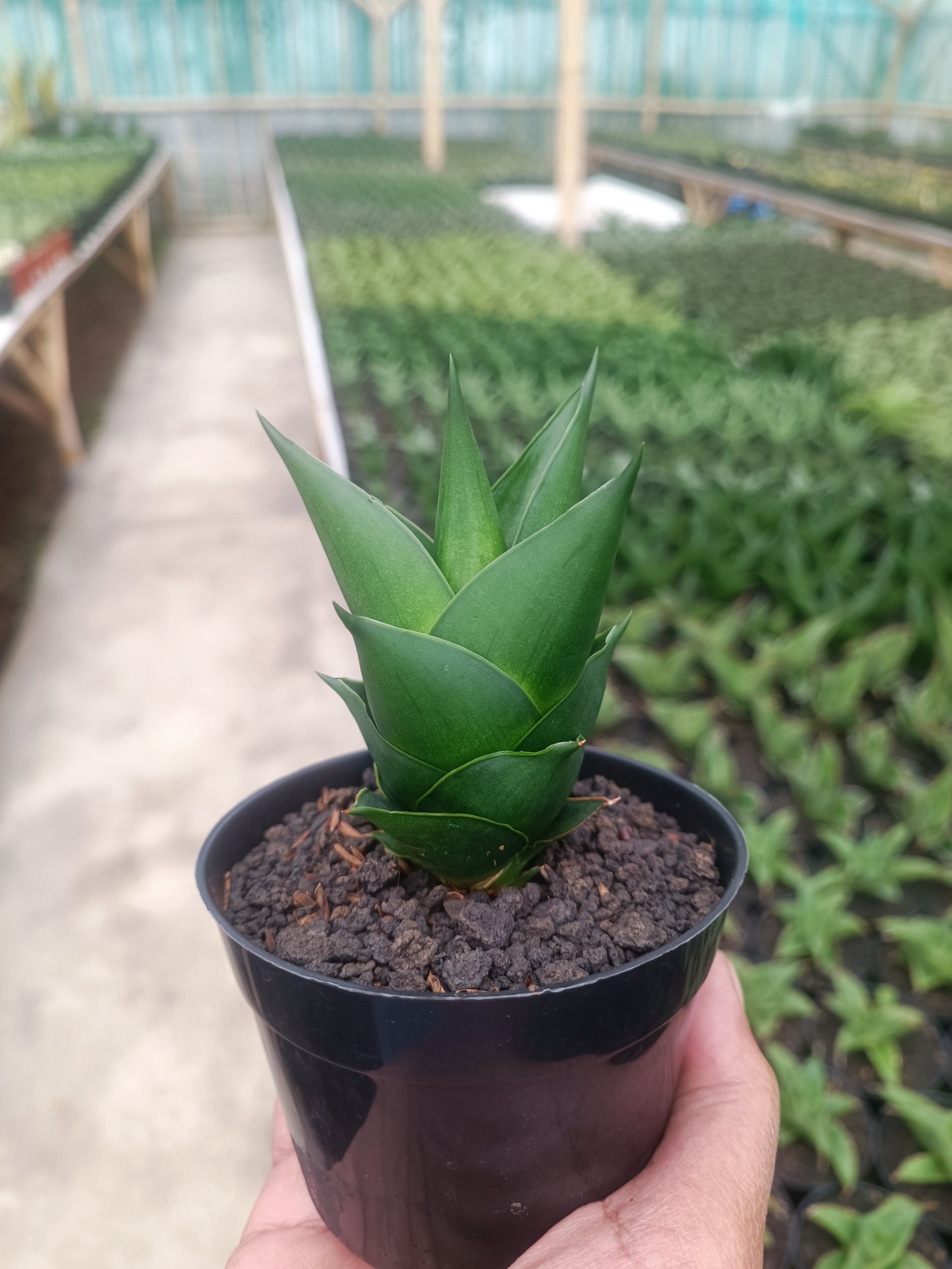 1589. Sansevieria Tower Black - Image 4