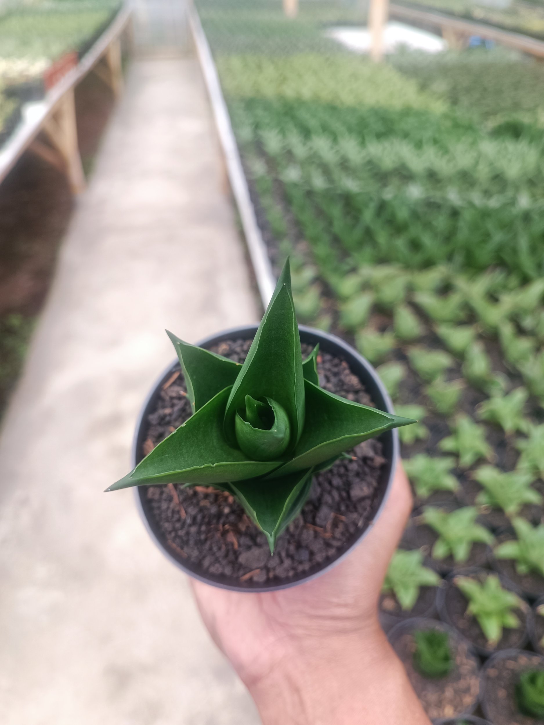 1589. Sansevieria Tower Black - Image 5