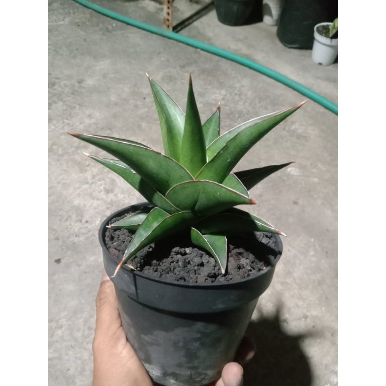 1896. Sansevieria Tower Blue