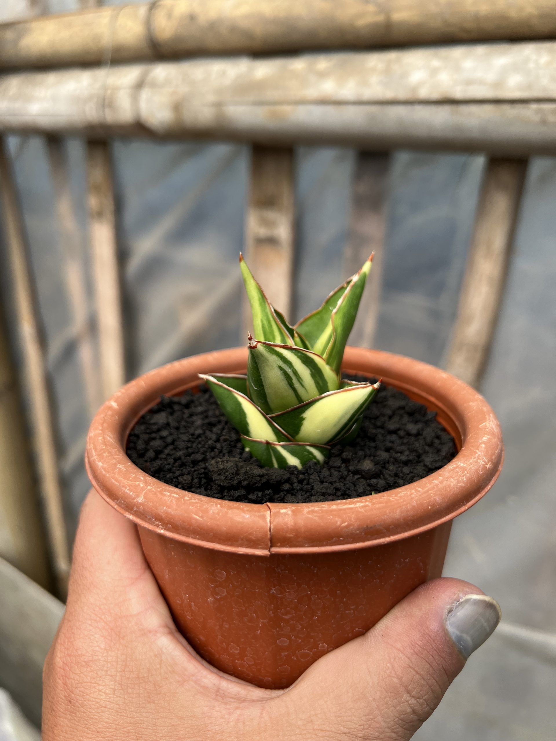 1074. Sansevieria Tower Hybrid Variegated - Image 7