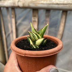 Alternative view of 1074. Sansevieria Tower Hybrid Variegated