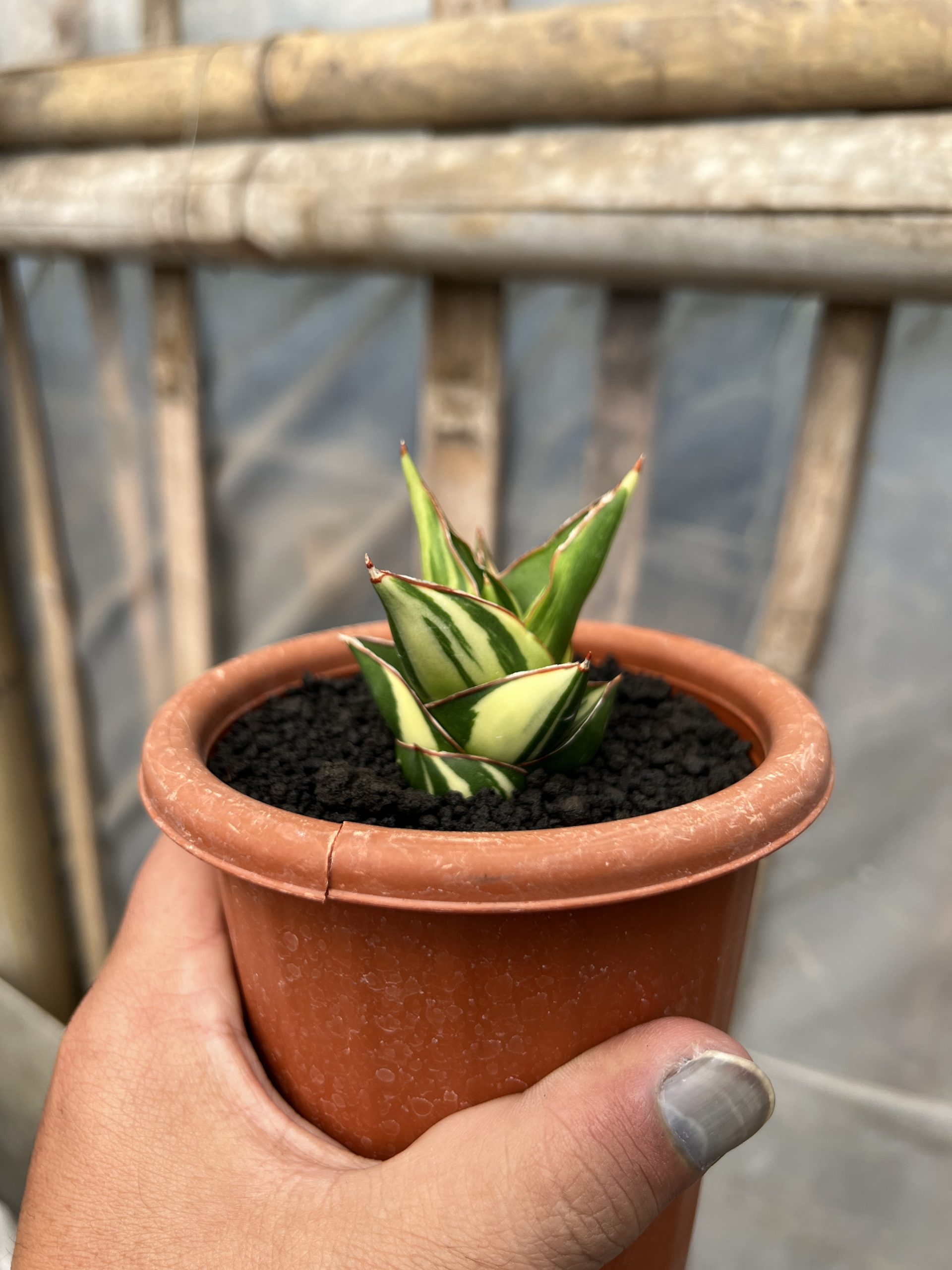 1074. Sansevieria Tower Hybrid Variegated - Image 2