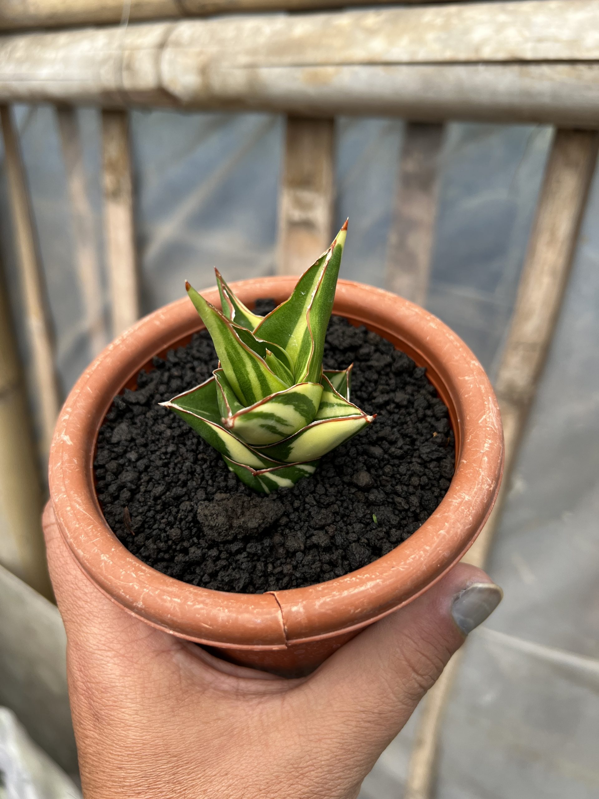 1074. Sansevieria Tower Hybrid Variegated - Image 8