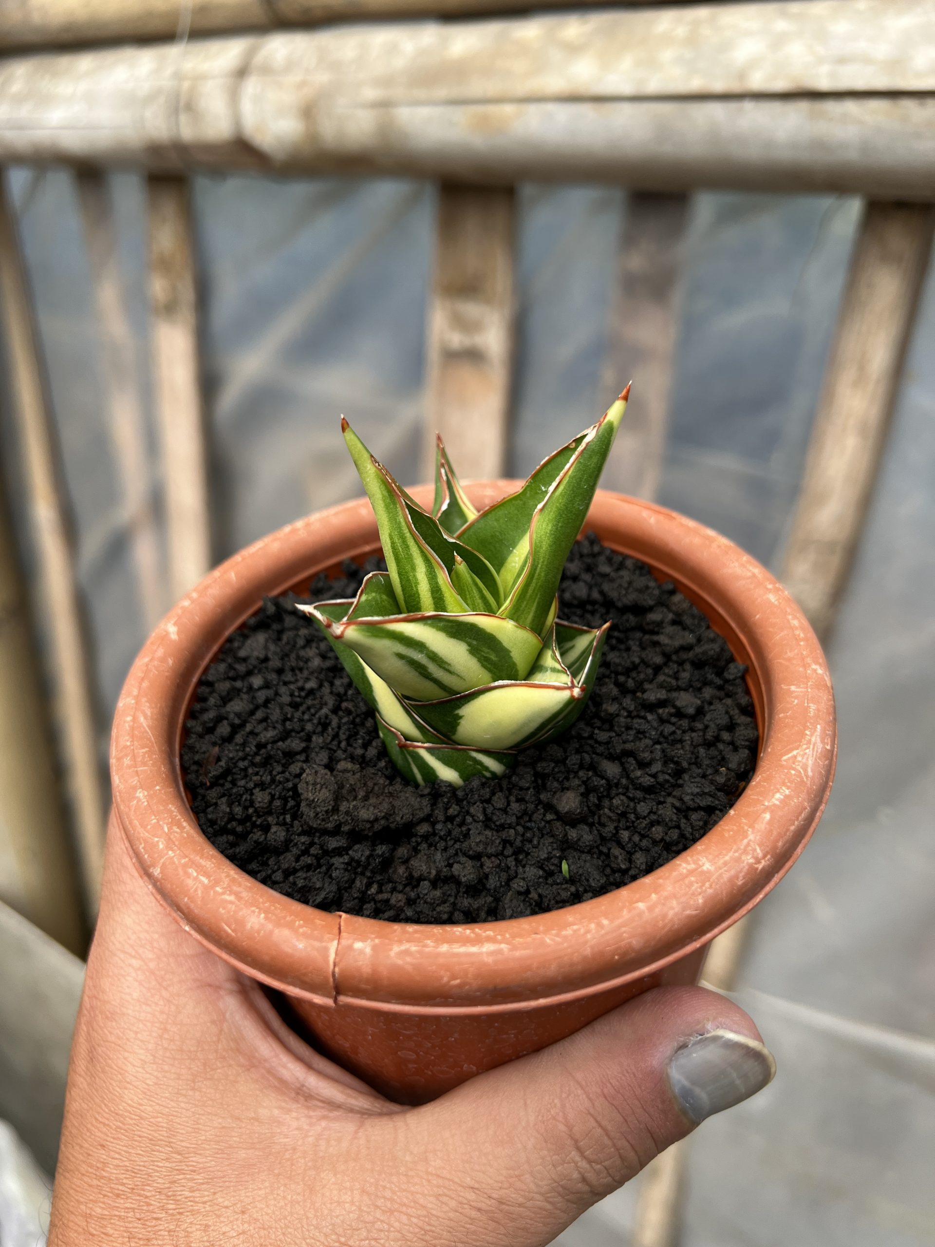 1074. Sansevieria Tower Hybrid Variegated - Image 10
