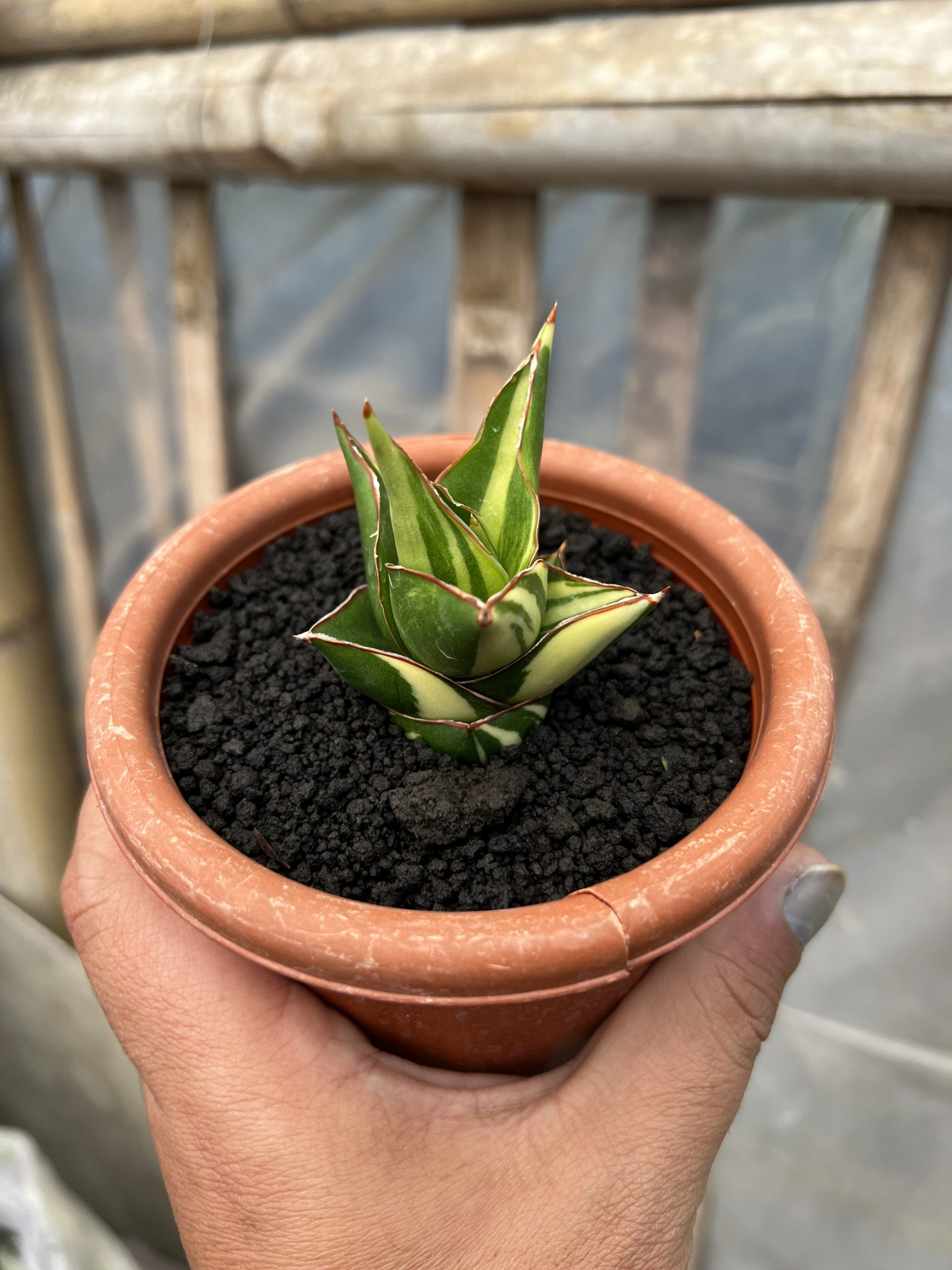 1074. Sansevieria Tower Hybrid Variegated - Image 9