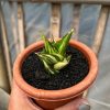 1074. Sansevieria Tower Hybrid Variegated